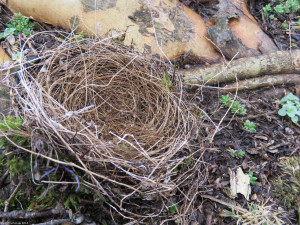 Nest with blue yarn